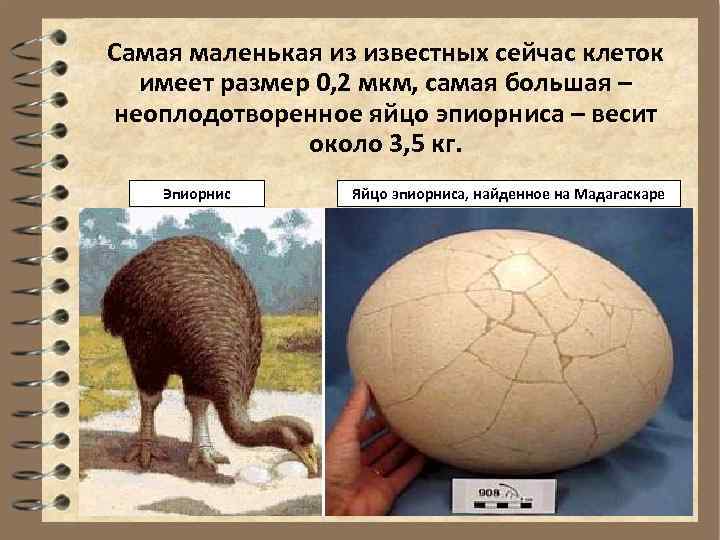 Самая маленькая из известных сейчас клеток  имеет размер 0, 2 мкм, самая большая