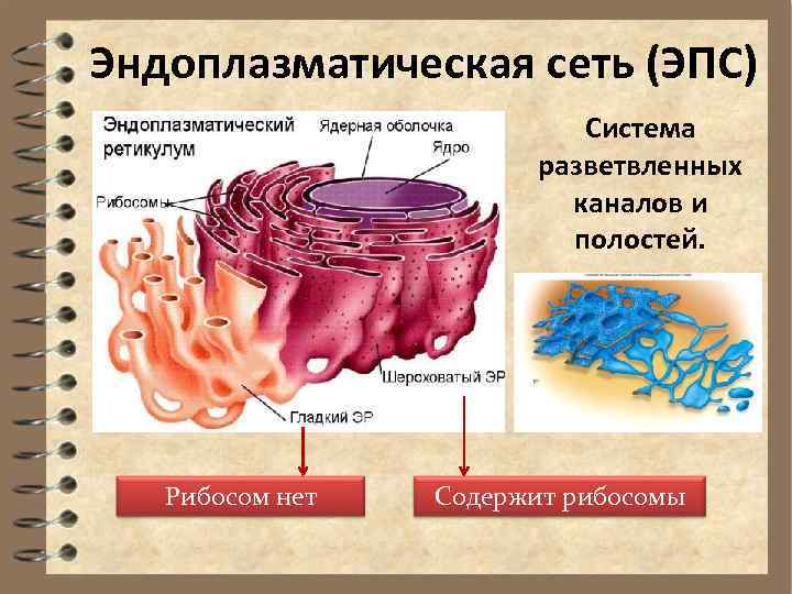 Эндоплазматическая сеть на рисунке