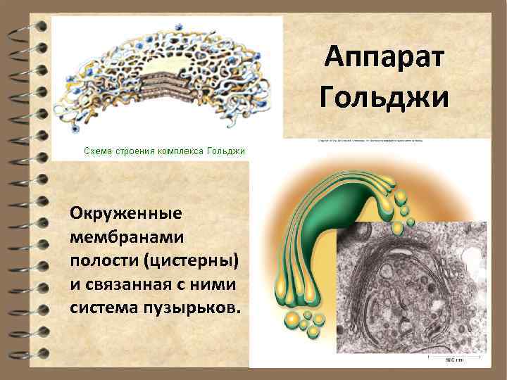     Аппарат    Гольджи  Окруженные  мембранами 