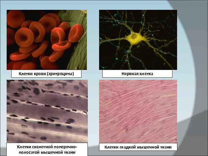 Клетки крови (эритроциты)  Нервная клетка Клетки скелетной поперечно-  Клетки гладкой мышечной ткани
