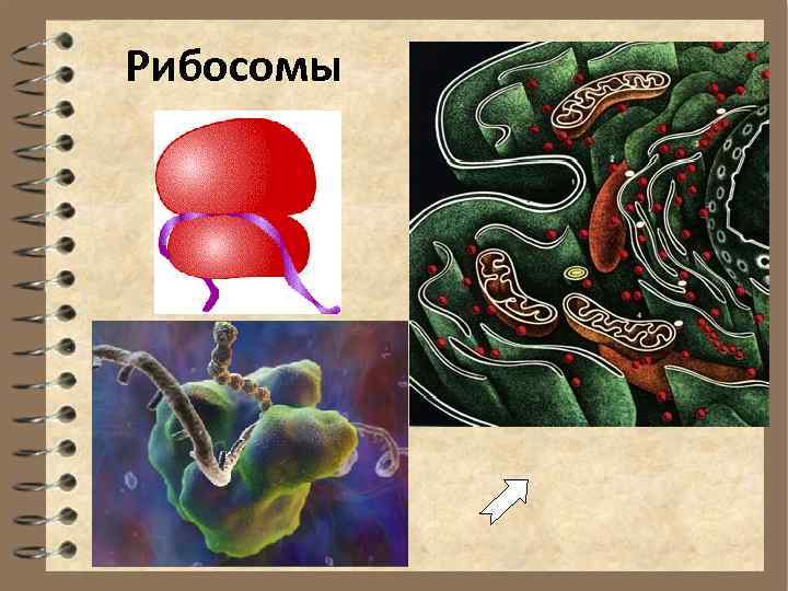 Рибосомы 