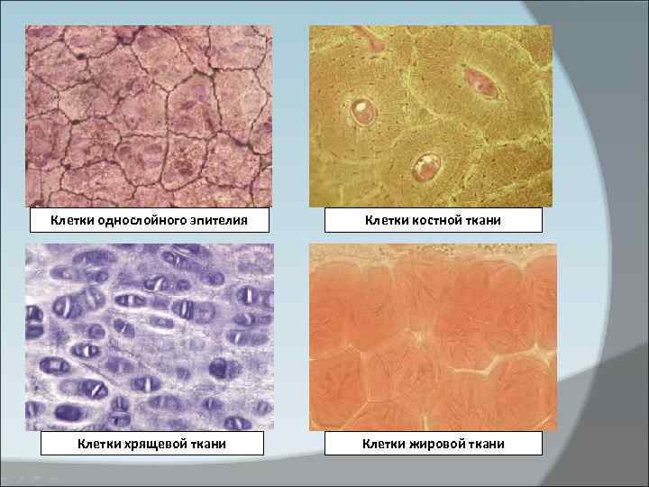Рост клеток ткань. Изодиаметрическая форма клеток. Шаровидная форма клетки. Кубическая форма клетки. Плоская форма клетки.