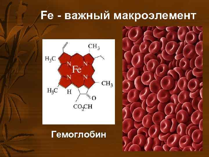 Fe - важный макроэлемент Гемоглобин Fe - важный макроэлемент Гемоглобин