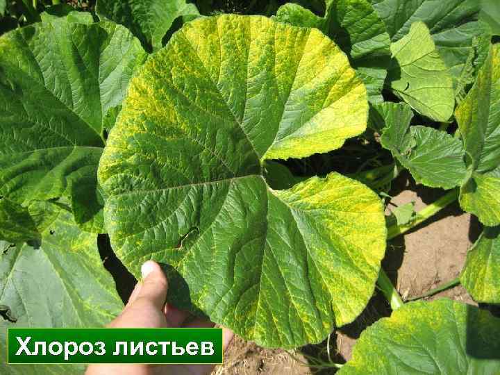 Хлороз листьев Хлороз листьев