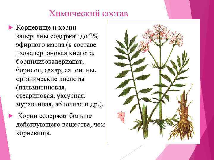    Химический состав Корневище и корни валерианы содержат до 2% эфирного масла
