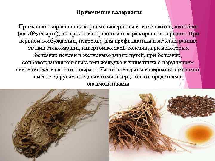      Применение валерианы  Применяют корневища с корнями валерианы в