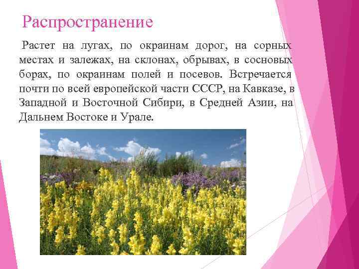 Распространение Растет на лугах,  по окраинам дорог,  на сорных местах и залежах,