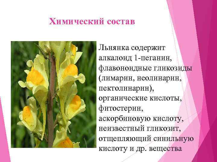 Химический состав   Льнянка содержит  алкалоид 1 -пеганин,   флавоноидные гликозиды