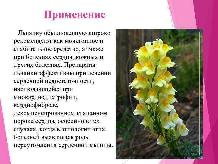    Применение Льнянку обыкновенную широко рекомендуют как мочегонное и слабительное средство, а