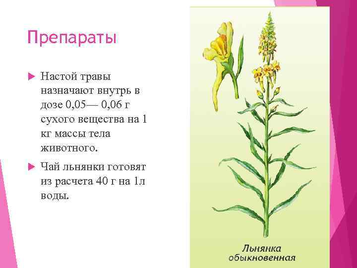 Препараты Настой травы назначают внутрь в дозе 0, 05— 0, 06 г сухого вещества