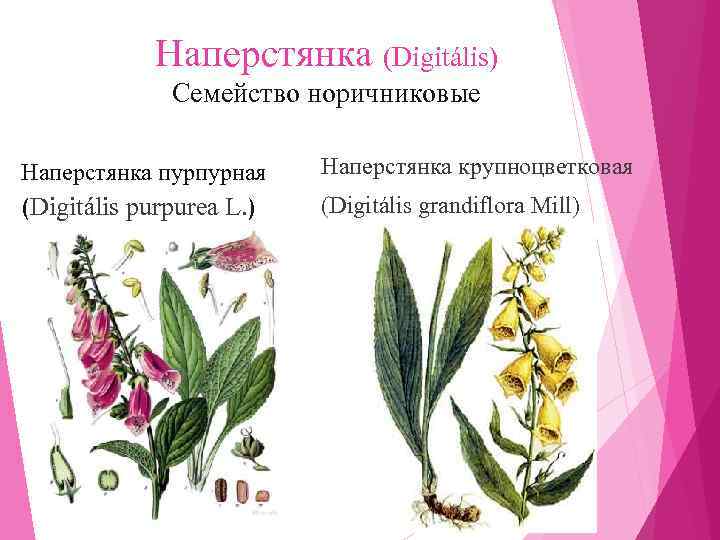   Наперстянка (Digitális)    Семейство норичниковые Наперстянка пурпурная Наперстянка крупноцветковая (Digitális