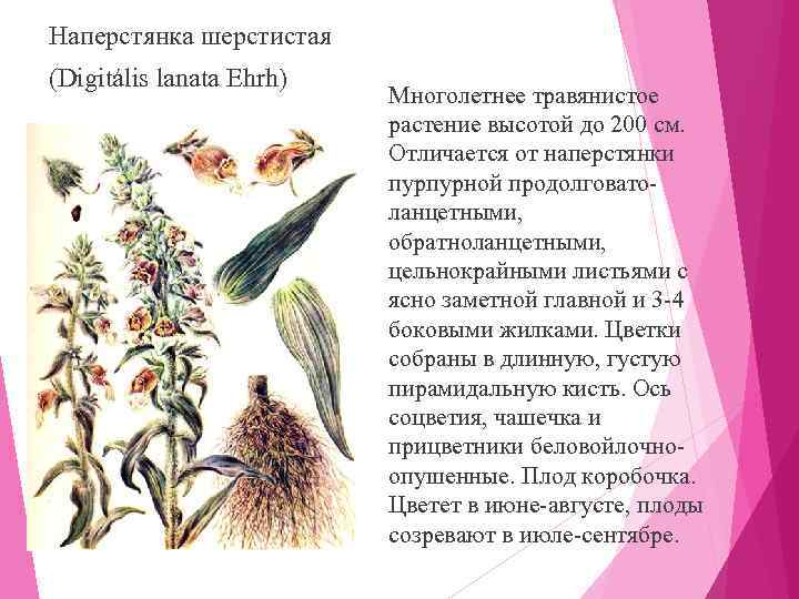 Наперстянка шерстистая (Digitális lanata Ehrh)      Многолетнее травянистое  