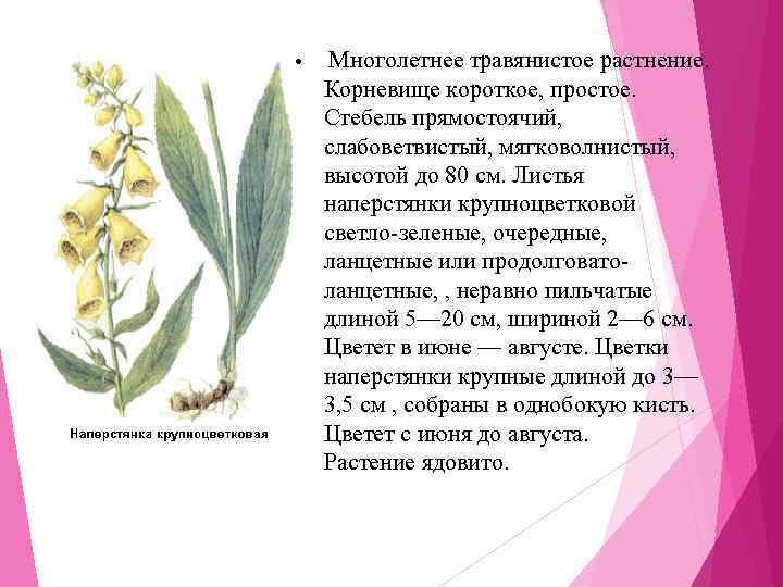  • Многолетнее травянистое растнение.  Корневище короткое, простое.  Стебель прямостоячий,  слабоветвистый,