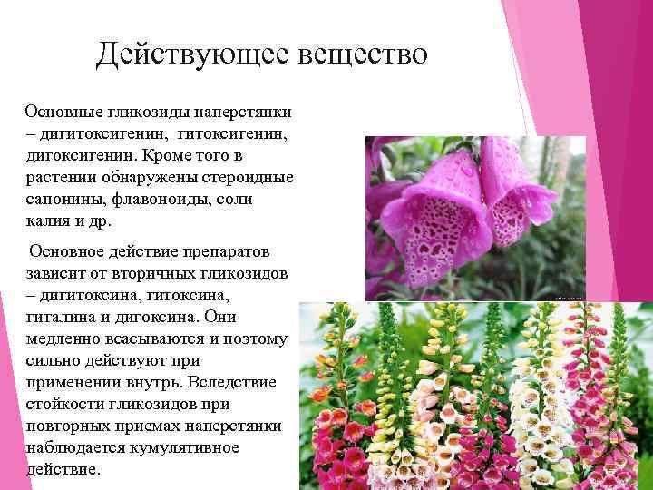   Действующее вещество Основные гликозиды наперстянки  – дигитоксигенин,  дигоксигенин. Кроме того