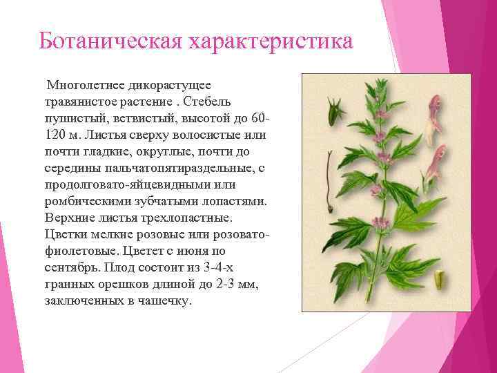  Ботаническая характеристика  Многолетнее дикорастущее  травянистое растение. Стебель  пушистый, ветвистый, высотой