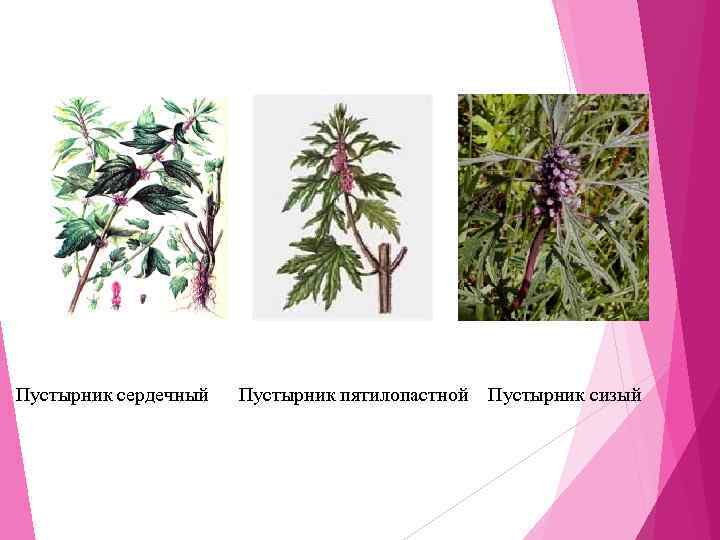 Пустырник сердечный Пустырник пятилопастной  Пустырник сизый 