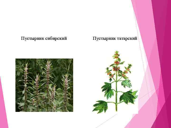 Пустырник сибирский     Пустырник татарский 