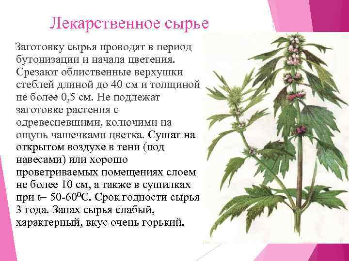    Лекарственное сырье Заготовку сырья проводят в период  бутонизации и начала
