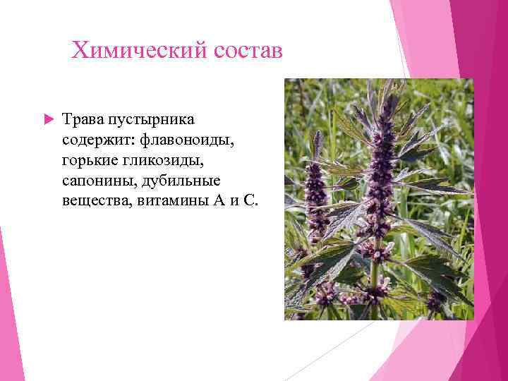  Химический состав Трава пустырника содержит: флавоноиды,  горькие гликозиды,  сапонины, дубильные вещества,