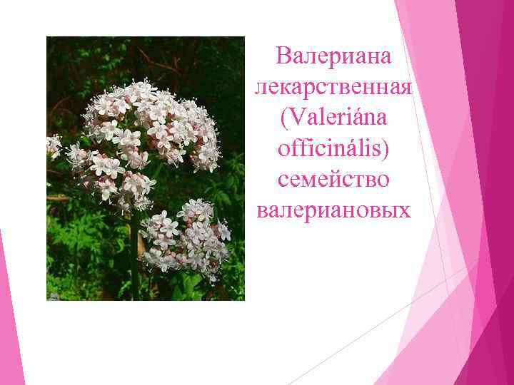  Валериана лекарственная  (Valeriána  officinális)  семейство валериановых 