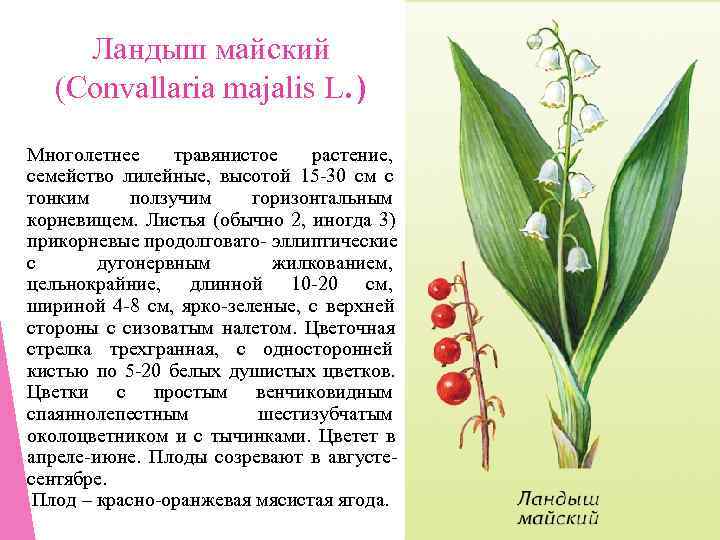  Ландыш майский  (Convallaria majalis L. ) Многолетнее травянистое растение,  семейство лилейные,