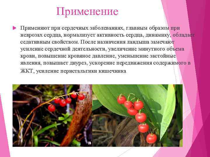    Применение Применяют при сердечных заболеваниях, главным образом при неврозах сердца, нормализует