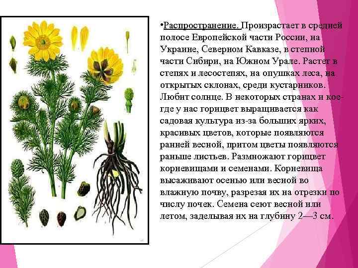  • Распространение. Произрастает в средней полосе Европейской части России, на Украине, Северном Кавказе,