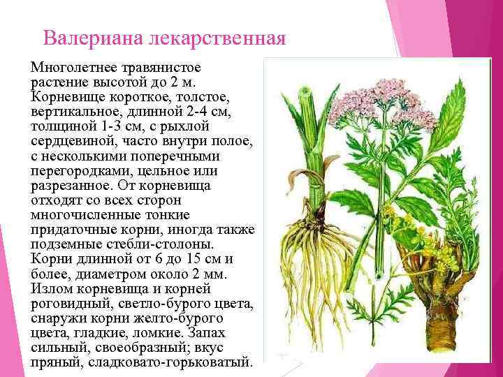  Валериана лекарственная Многолетнее травянистое растение высотой до 2 м.  Корневище короткое, толстое,