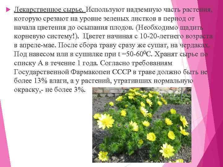   Лекарственное сырье. Используют надземную часть растения,  которую срезают на уровне зеленых