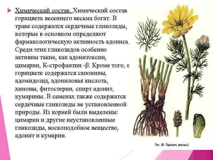   Химический состав горицвета весеннего весьма богат. В траве содержатся сердечные гликозиды, 