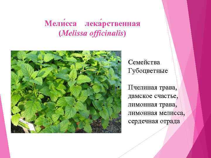 Мели сса лека рственная  (Melissa officinalis)     •  Семейства