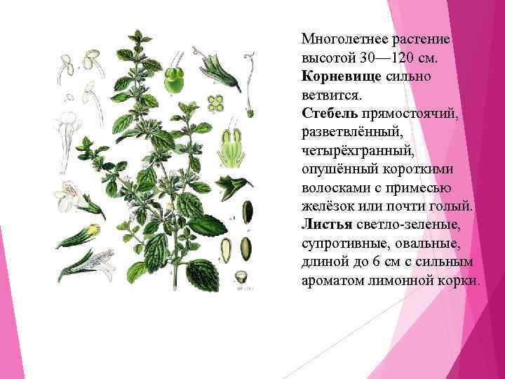 Многолетнее растение высотой 30— 120 см. Корневище сильно ветвится. Стебель прямостоячий,  разветвлённый, 