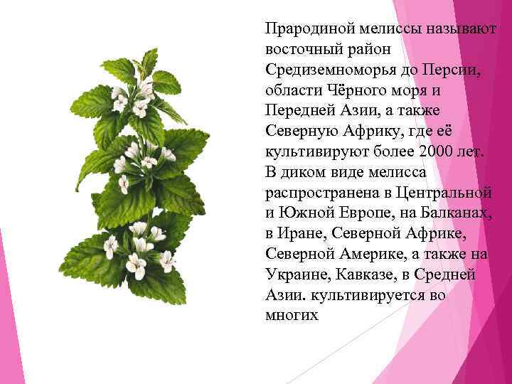 Прародиной мелиссы называют восточный район Средиземноморья до Персии,  области Чёрного моря и Передней