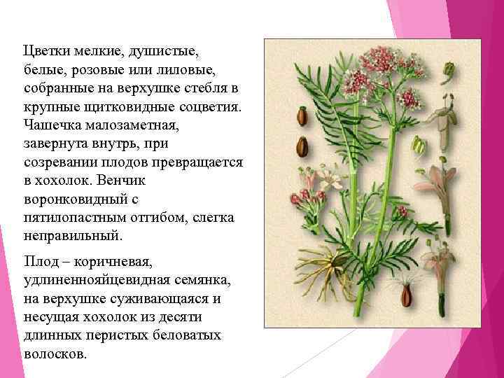  Цветки мелкие, душистые, белые, розовые или лиловые, собранные на верхушке стебля в 