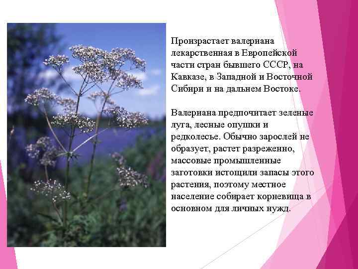 Произрастает валериана лекарственная в Европейской части стран бывшего СССР, на Кавказе, в Западной и