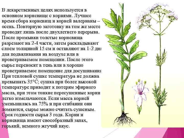 В лекарственных целях используется в основном корневище с корнями. Лучшее время сбора корневищ и