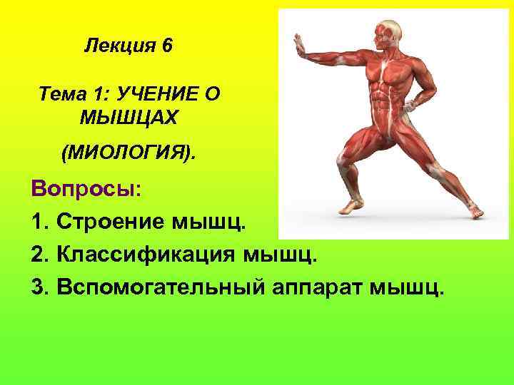   Лекция 6 Тема 1: УЧЕНИЕ О  МЫШЦАХ  (МИОЛОГИЯ). Вопросы: 1.