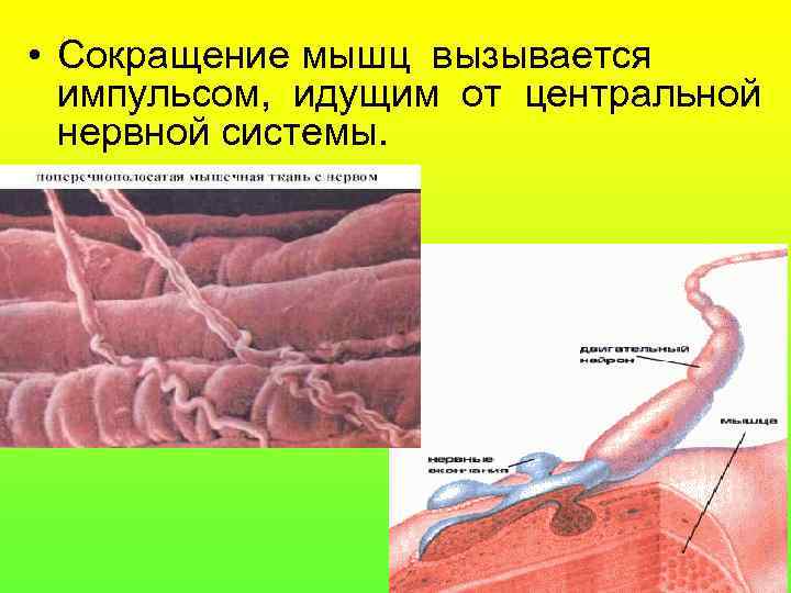  • Сокращение мышц вызывается  импульсом, идущим от центральной  нервной системы. 