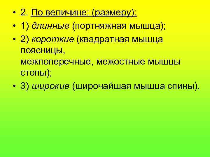  • 2. По величине: (размеру):  • 1) длинные (портняжная мышца);  •