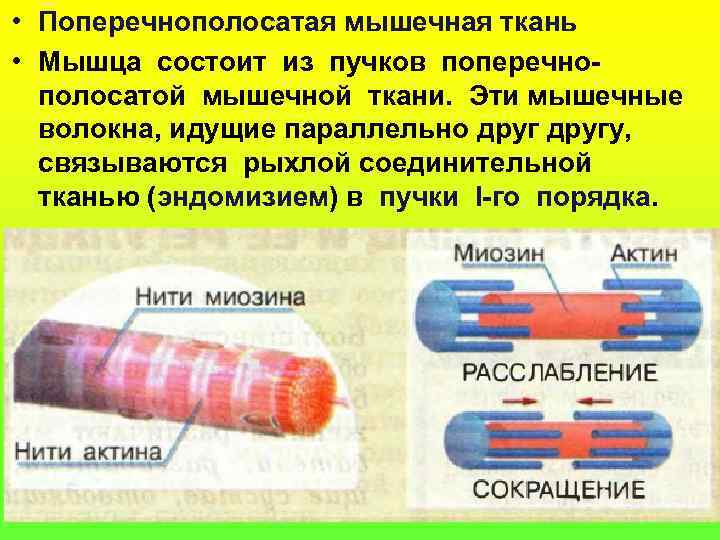 Какова особенность волокон поперечнополосатой мышечной ткани. Поперечнополосатые мышечные волокна. Мышечное волокно поперечно-полосатой мышечной ткани состоит из. Поперечно полосатое мышечное волокно. Пучок поперечно полосатых мышц.