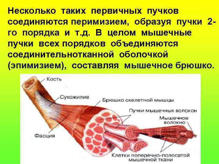 Несколько таких первичных пучков соединяются перимизием, образуя пучки 2 - гo порядка и т.