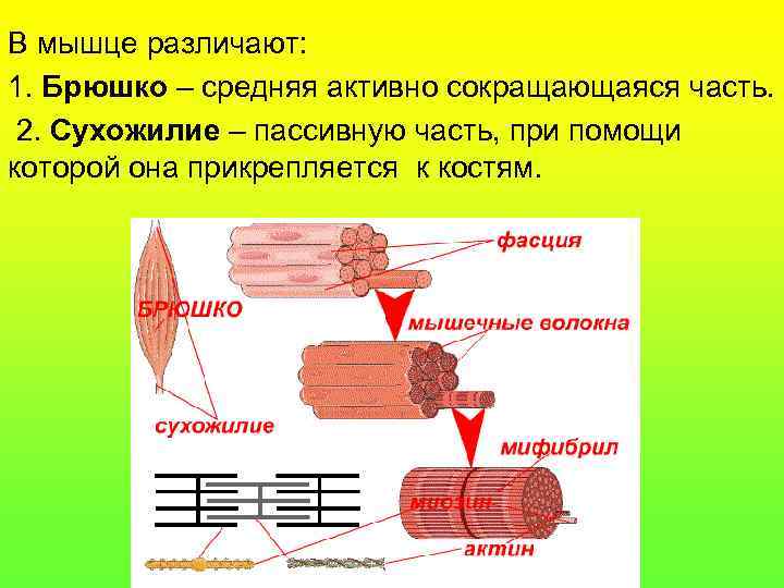 В мышце различают: 1. Брюшко – средняя активно сокращающаяся часть.  2. Сухожилие –