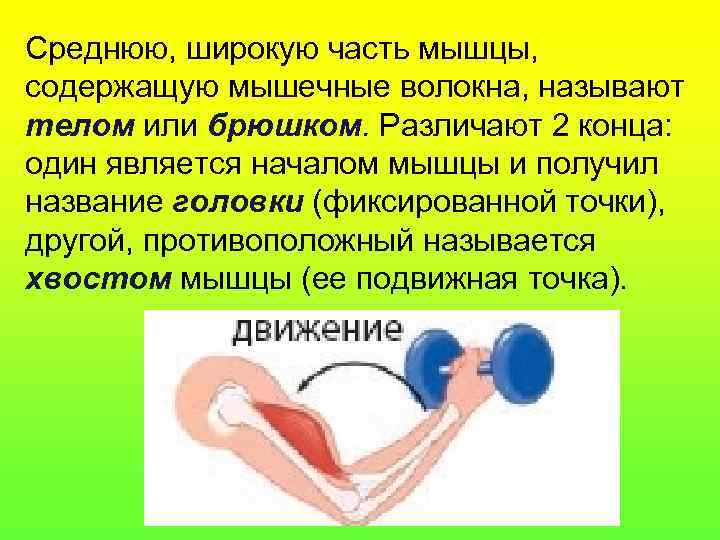 Среднюю, широкую часть мышцы, содержащую мышечные волокна, называют телом или брюшком. Различают 2 конца: