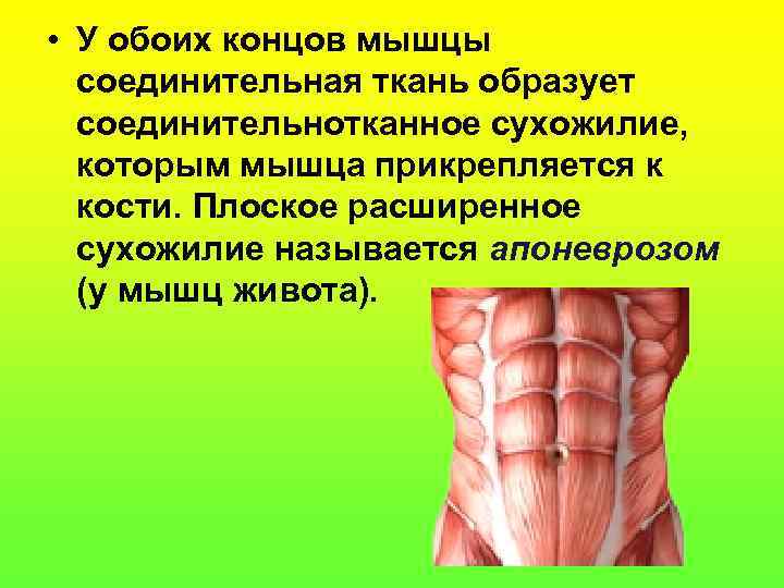  • У обоих концов мышцы  соединительная ткань образует  соединительнотканное сухожилие, 
