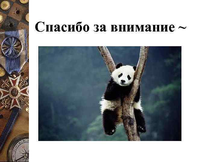 Спасибо за внимание ~ 