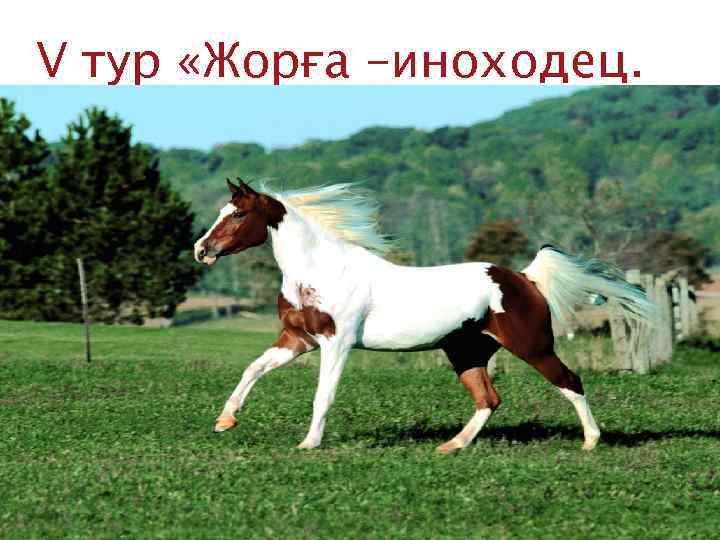 V тур «Жорға –иноходец. 