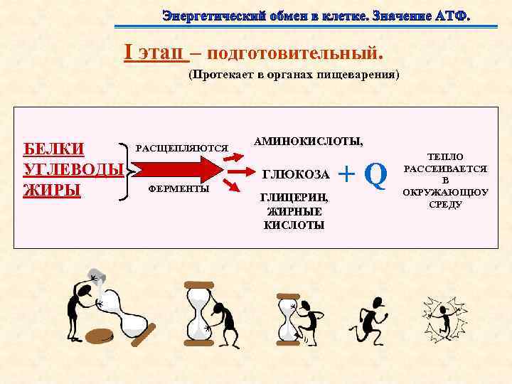  I этап – подготовительный.    (Протекает в органах пищеварения) 