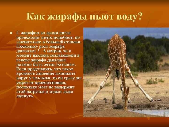   Как жирафы пьют воду? n  С жирафом во время питья происходит