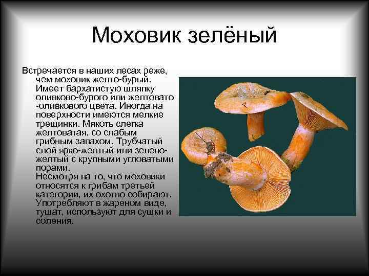     Моховик зелёный Встречается в наших лесах реже, чем моховик желто