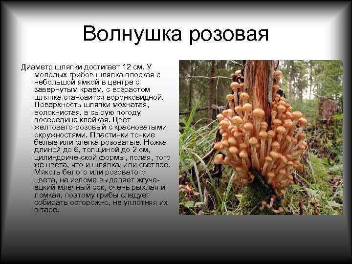     Волнушка розовая Диаметр шляпки достигает 12 см. У молодых грибов